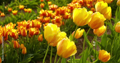 tulips on agruiculture field holland