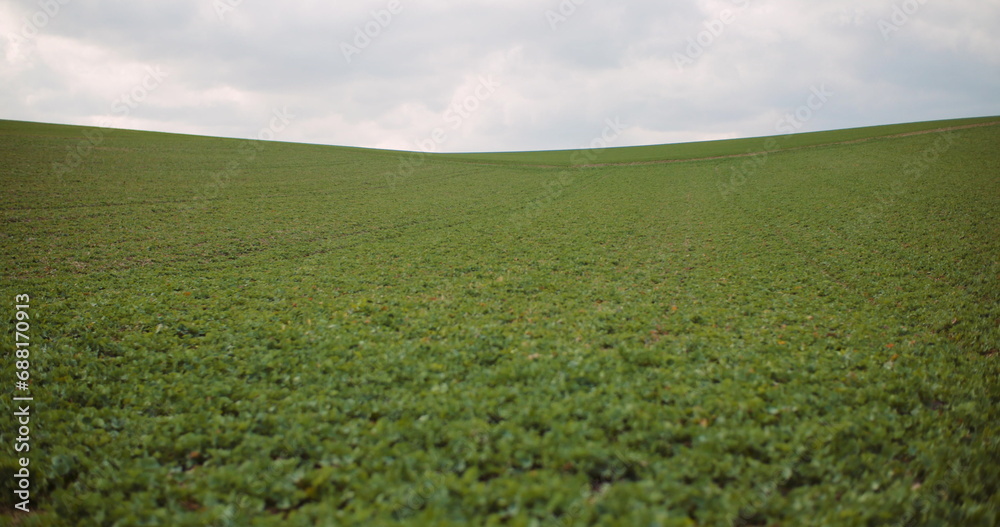 young rape growing in the field - agriculture cultivation