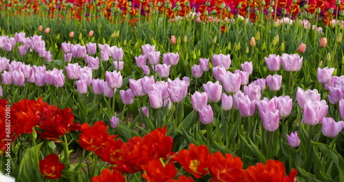 tulips on agruiculture field holland