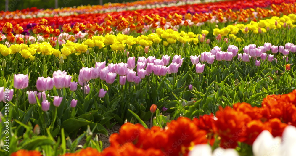 tulips on agruiculture field holland