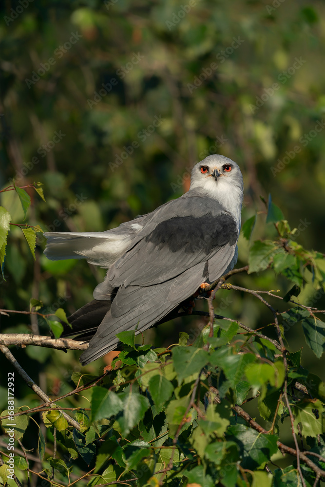 Black-winged kite (Elanus caeruleus) on a branch in a tree.  Noord Brabant in the Netherland                              