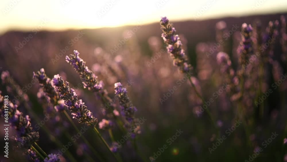Lavandin field sunrise. Sunset illuminates the blooming fields of lavender. Slow motion, dof, close up. Picturesque view of the endless aromatic fields of lavender.