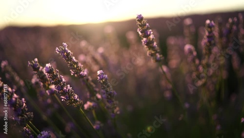 Lavandin field sunrise. Sunset illuminates the blooming fields of lavender. Slow motion, dof, close up. Picturesque view of the endless aromatic fields of lavender. photo