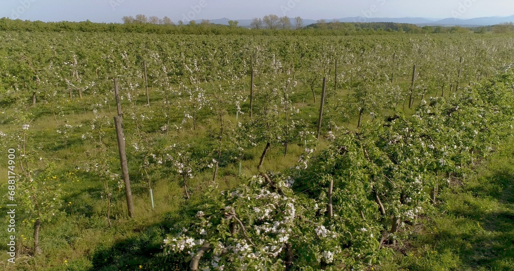 Fototapeta premium apple orchard in august aerial shoot