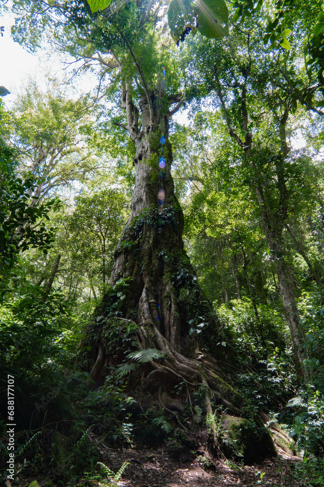 Fototapeta premium tree in the jungle