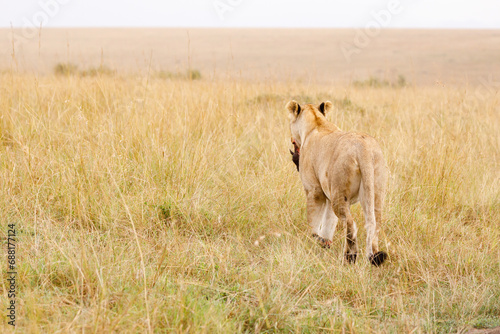 A subadult lion with baby warthog kill in open savannah in Masai Mara