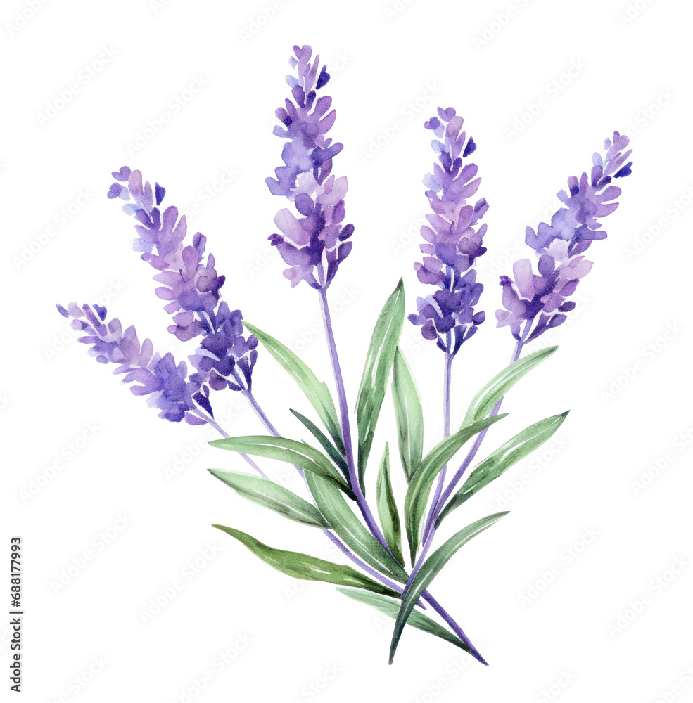 watercolor purple lavender with leaves, isolated