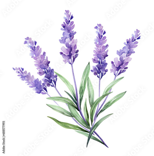 watercolor purple lavender with leaves, isolated