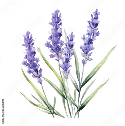 watercolor lavender flowers  isolated