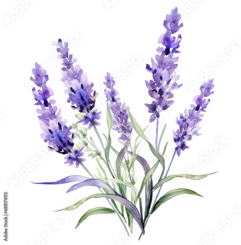 watercolor lavender flowers  isolated