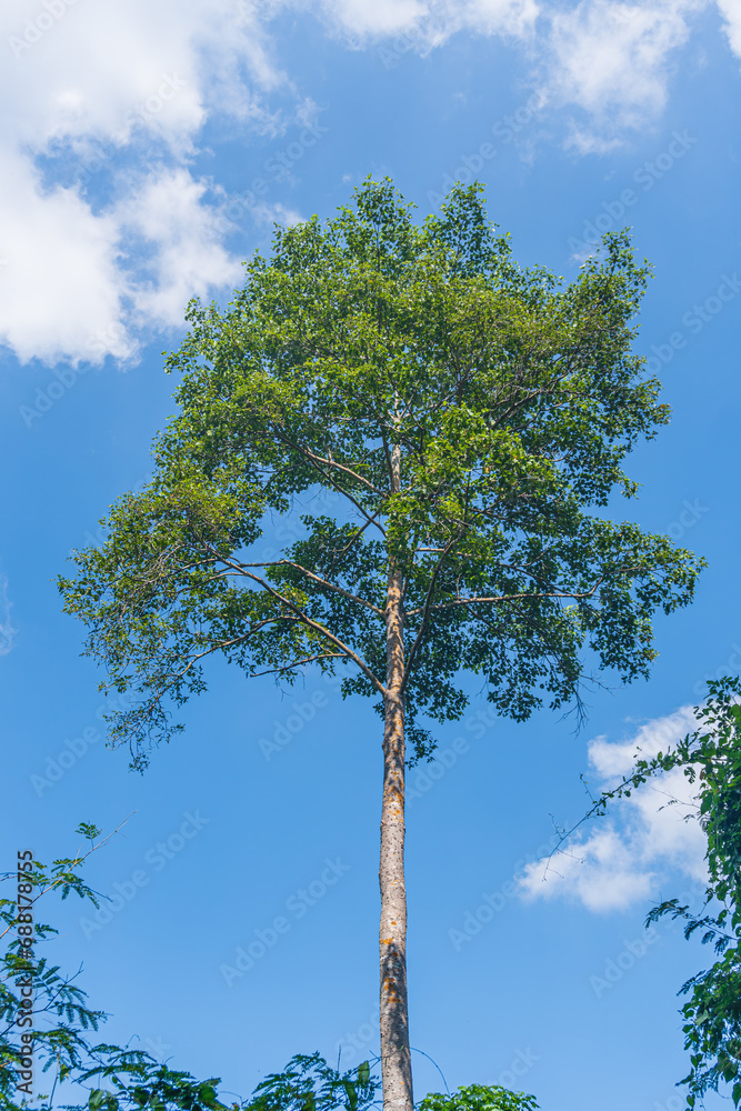 look up angle of high tree with blue sky in day light at Erawan national park Kanchanaburi, Thailand look up angle of high tree with blue sky in day light at Erawan national park Kanchanaburi, Thailand