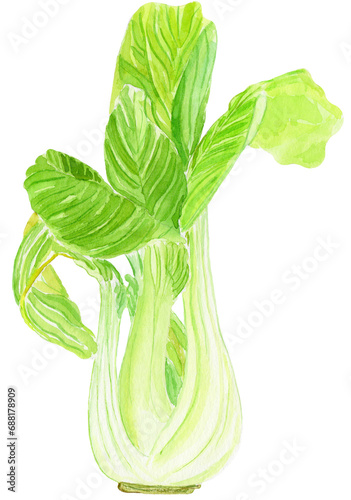 Hand-paint watercolor illustration of a vegetable isolated on white background - bok choi (pak choi). Perfect for logos and branding.