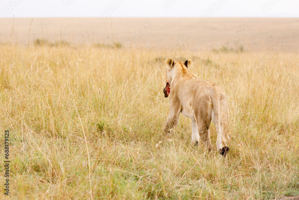 Fototapeta premium A subadult lion with baby warthog kill in open savannah in Masai Mara