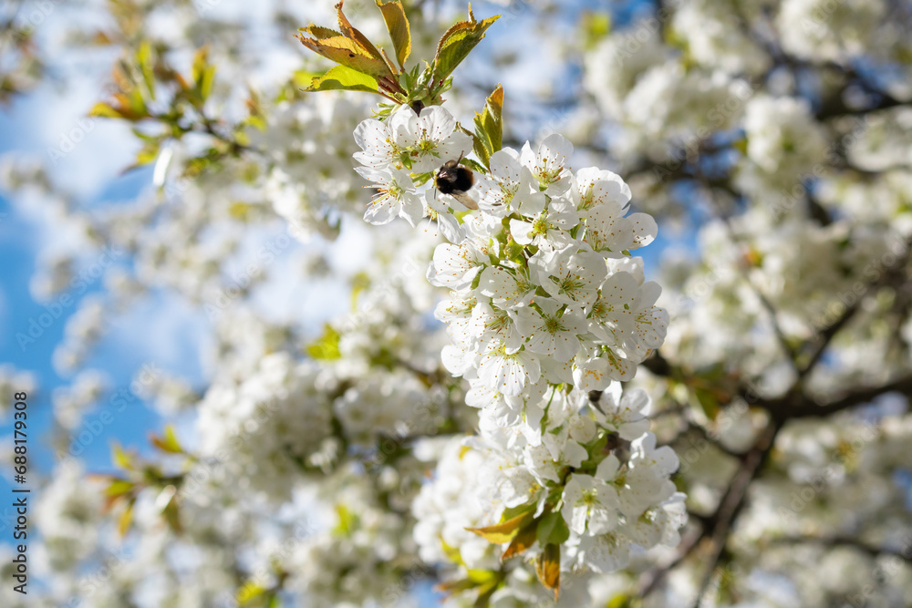 White blossoms on tree with blue sky on background