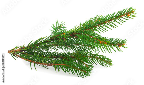 Green branch of a Christmas tree on a white background.