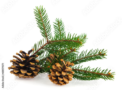 Green Christmas tree branch and pine cones on a white background.