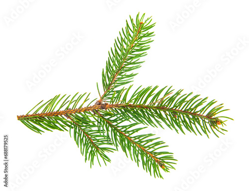 Green branch of a Christmas tree on a white background.