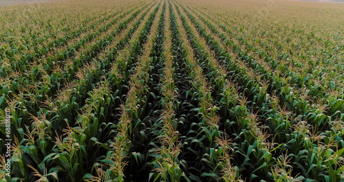 Agriculture Aerial Shot of Corn Field