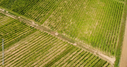 Agriculture Aerial View of Vineyard Vide Production