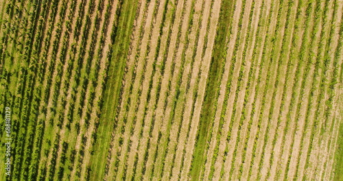 Agriculture Aerial View of Vineyard Vide Production