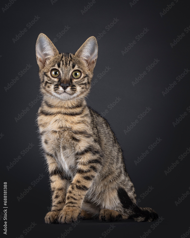 Cute spotted F6 Savannah cat kitten, sitting straight up side ways. Looking towards camera with greenish eyes. Isolated on a black background.