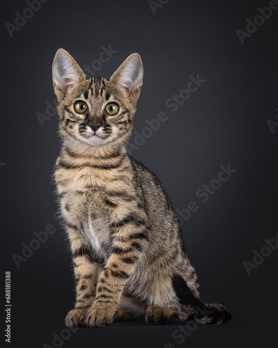 Cute spotted F6 Savannah cat kitten, sitting straight up side ways. Looking towards camera with greenish eyes. Isolated on a black background.