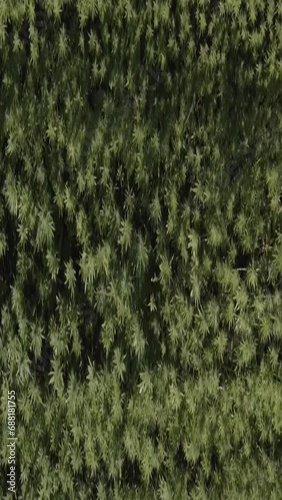 Hemp field in East Tyrol. Aerial schooting