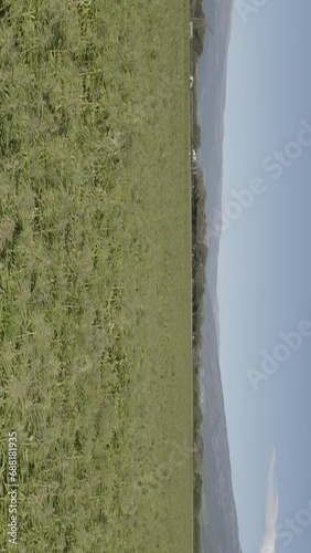 Hemp field in East Tyrol. Aerial schooting