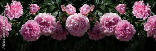 Panorama of a bush of large  luxury pink peonies on a leaves backround