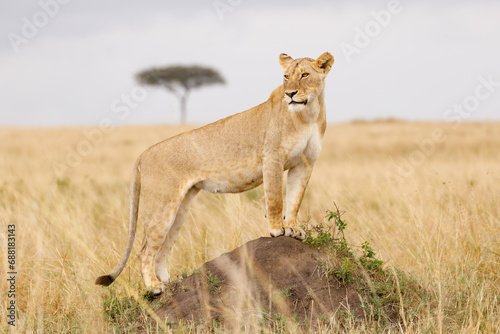 A subadult lioness in open savannah in Masai Mara Kenya