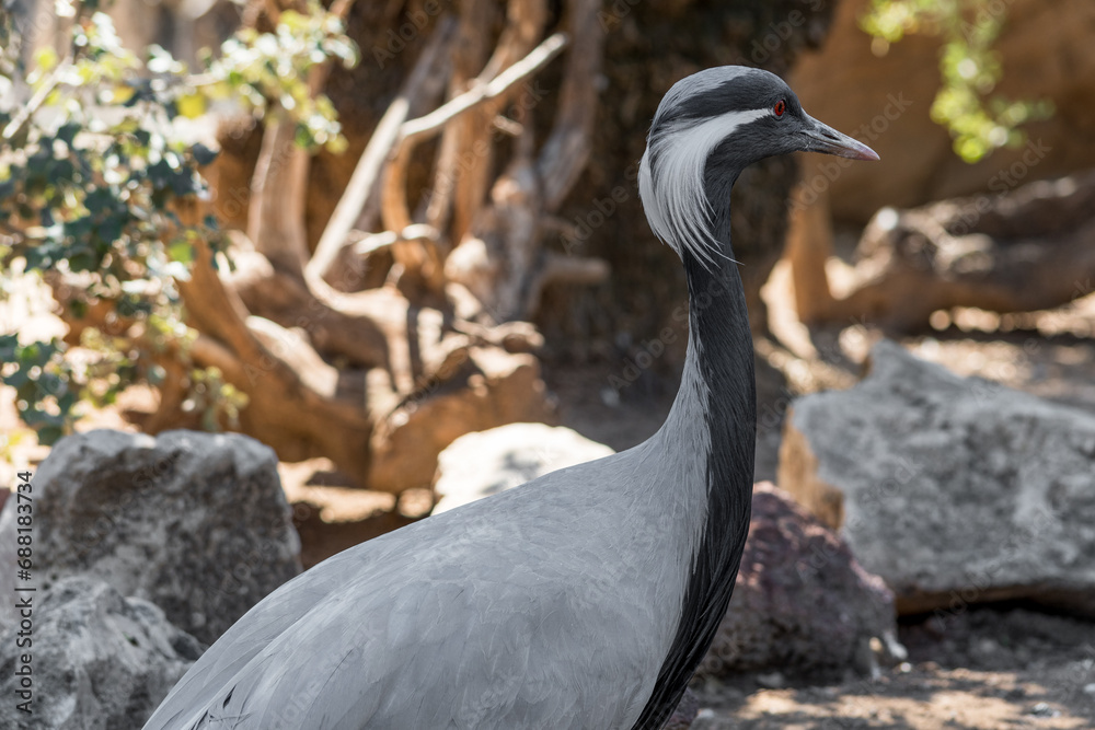 Fototapeta premium Close-up of demoiselle crane (Grus virgo) in a typical breeding ecosystem. It is a species of crane found in central Eurasia.