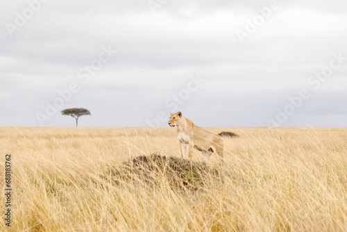 A subadult lioness in open savannah in Masai Mara Kenya