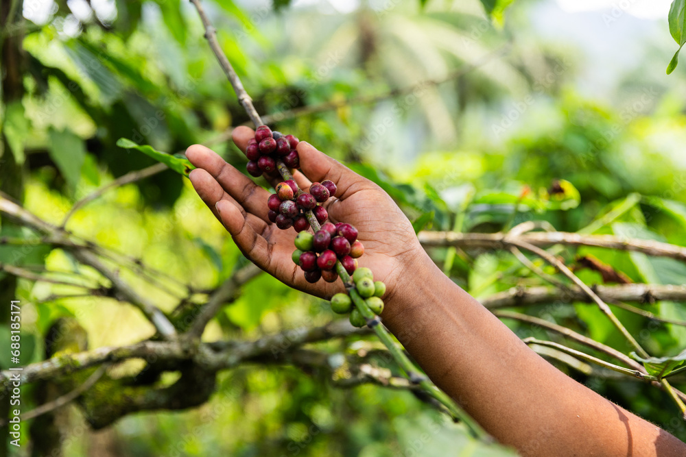 Close-up of a farmer's hand picking ripe coffee berries in Africa Close-up of a farmer's hand picking ripe coffee berries in Africa
