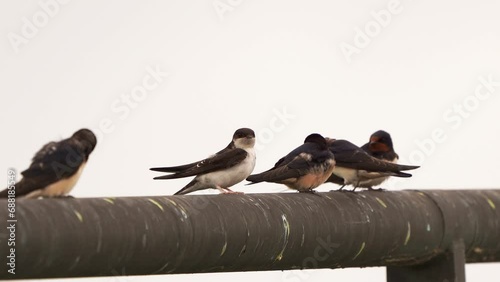 A House martin (Delichon urbicum) polishing its feathers while sitting with Barn Swallows on a metal rod photo