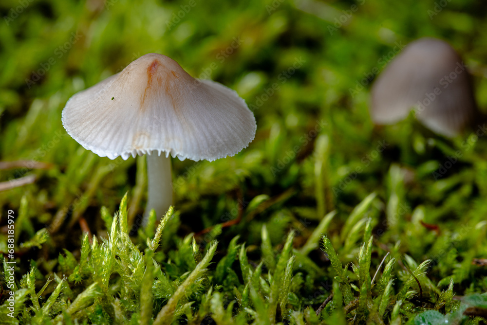 small forest mushrooms, moss and leaves in autumn small forest mushrooms, moss and leaves in autumn