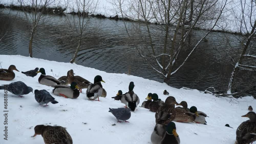 Feeding wild ducks in winter.
During wintering of wild ducks in the middle geographical zone, people feed them.
