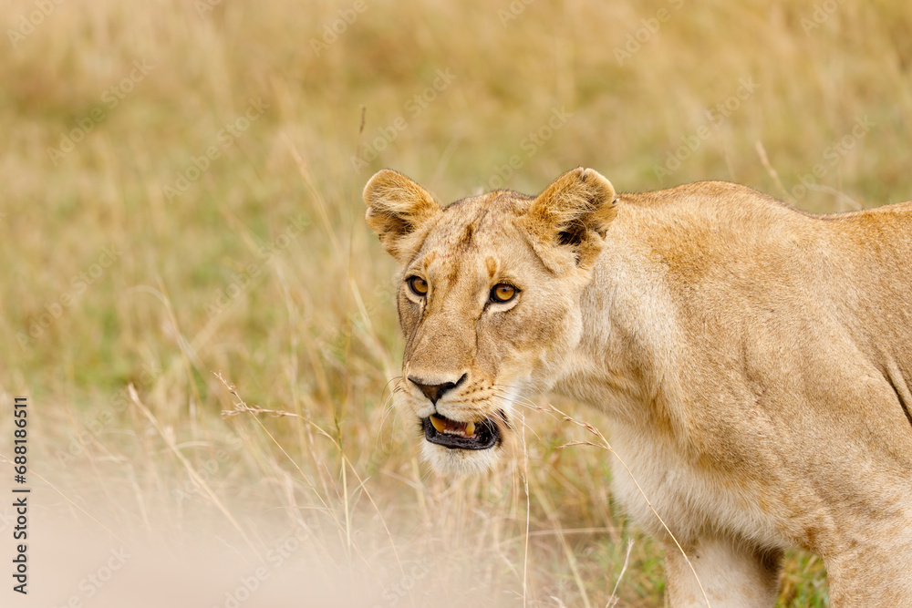 A subadult lioness in open savannah in Masai Mara Kenya A subadult lioness in open savannah in Masai Mara Kenya