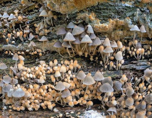 Coprinellus disseminatus, formerly known as Coprinus disseminatus, mushrooms photo