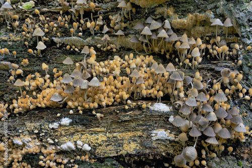Coprinellus disseminatus, formerly known as Coprinus disseminatus, mushrooms photo