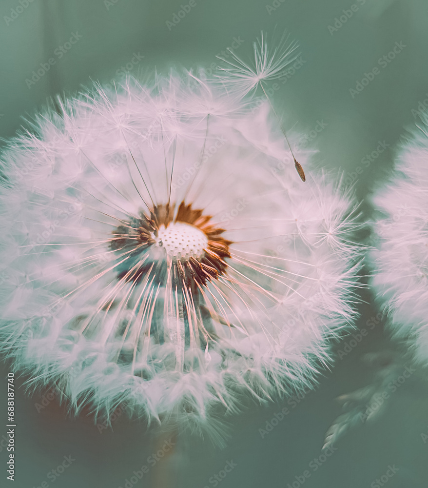 A beautiful delicate white dandelion, from which the wind blows away the fluff in close-up. The beauty of nature and wild flowers. A weed. The delicate colors of spring.