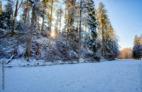 Wallpaper Mural forest in winter Torontodigital.ca