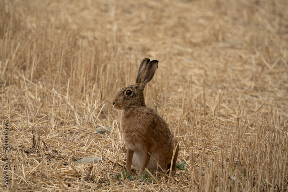 Obraz premium Feldhase