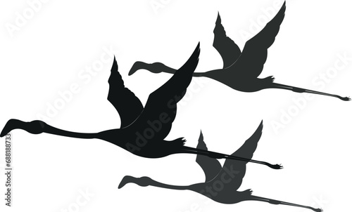 Flied vector illustrations of birds,  flamingos