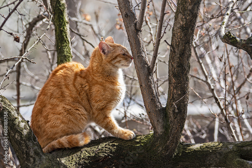 Pets cats in different situations in the trees and in the house