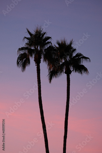 Silhouetted palms standing together at sunset under the pink and purple sky