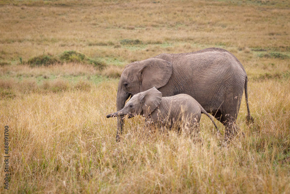 A photo of baby elephant and subadult elephant in open savannah in Masai Mara kenya looking straight into the camera.
