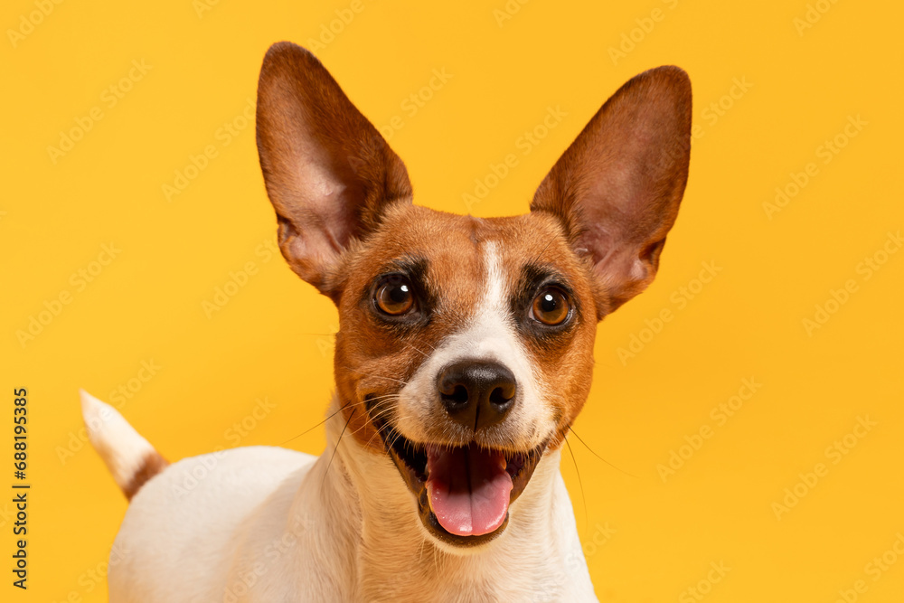 Closeup of Jack Russell Terrier on yellow