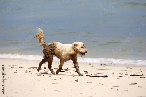 White dirty dog running on a sandy sea beach © Oleg