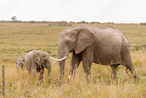A photo of a baby elephant and mother elephant with tusk in open savannah in Masai Mara Kenya looking straight into the camera.