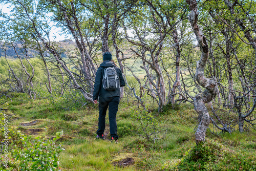 Woman in modern high-tech breathable and waterproof clothing hiking in horizontal terrain in Norwegian mountains, wild mountain birches. Healthy lifestyle. Rear view